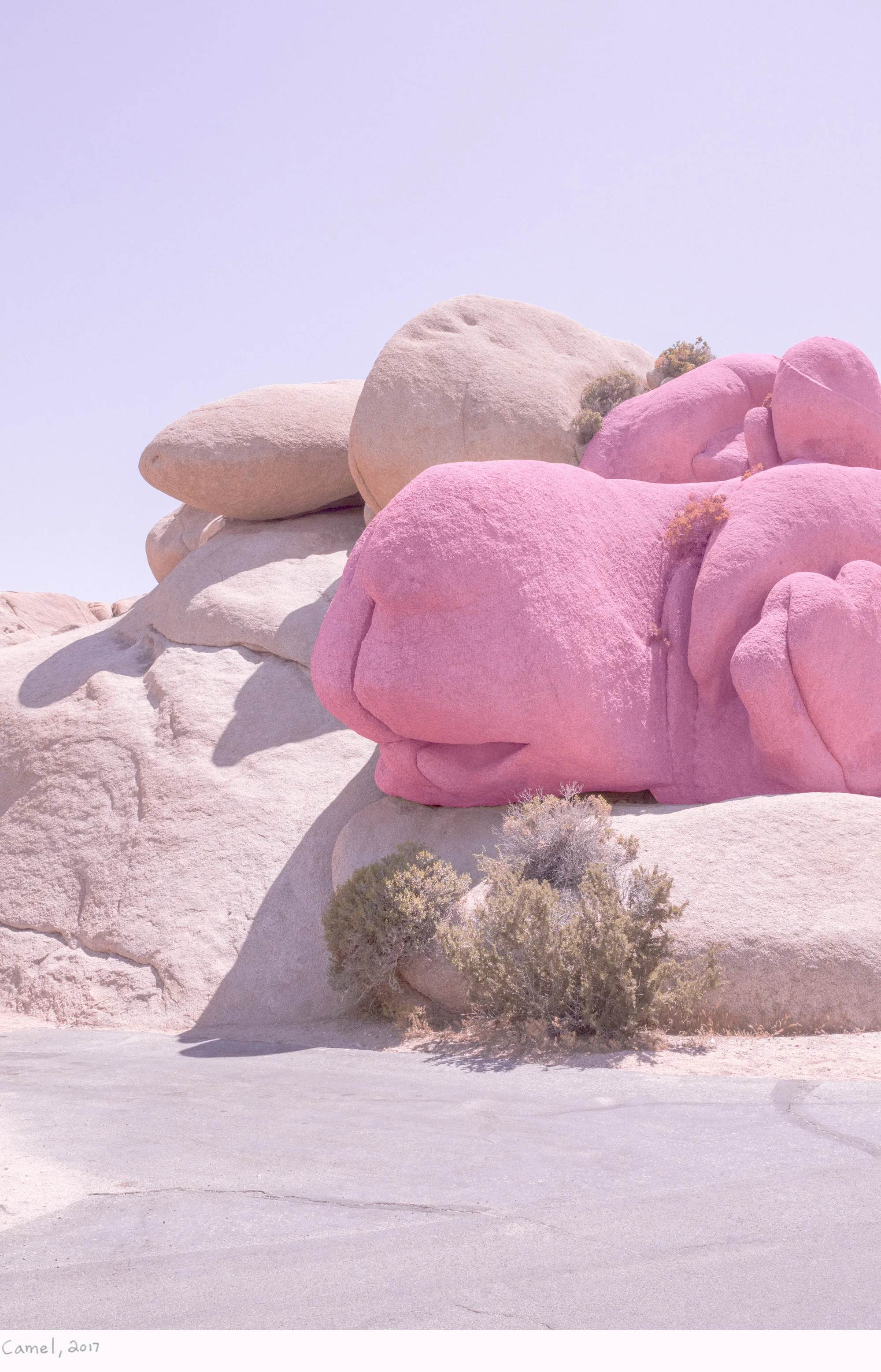 Camel