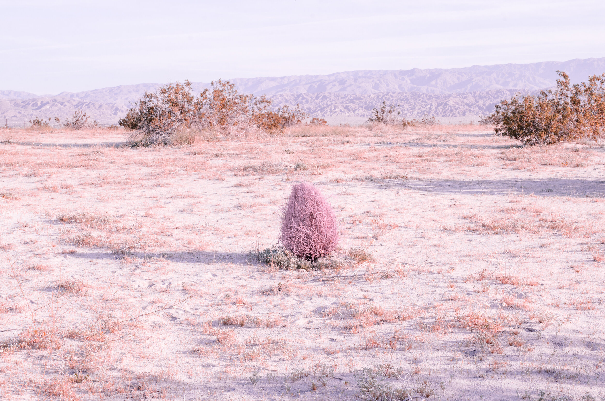Self-Portrait, 2017